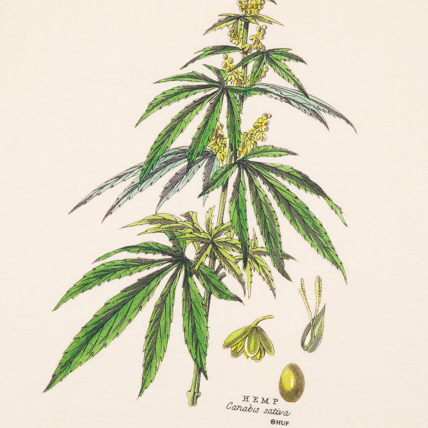 HUF (ハフ) Worldwide JP /T-SHIRTS(Tシャツ)/ huf CO-OP ARBORETUM TEE商品 / BLACK